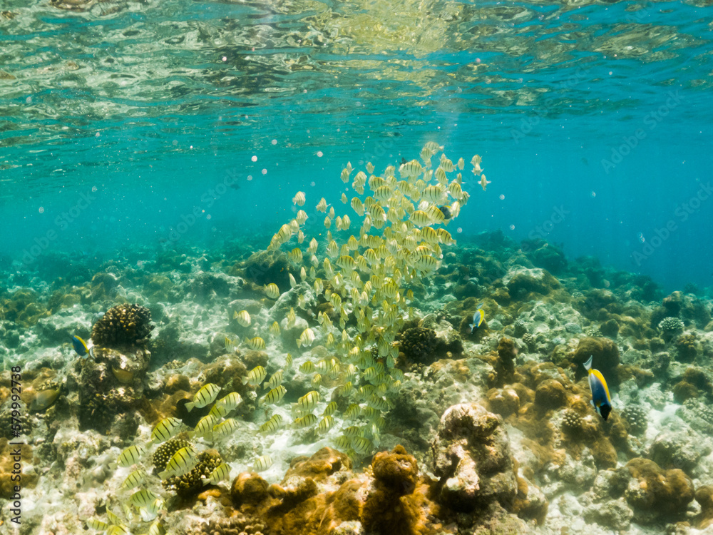 Fototapeta premium corals and tropical fish underwater sea life