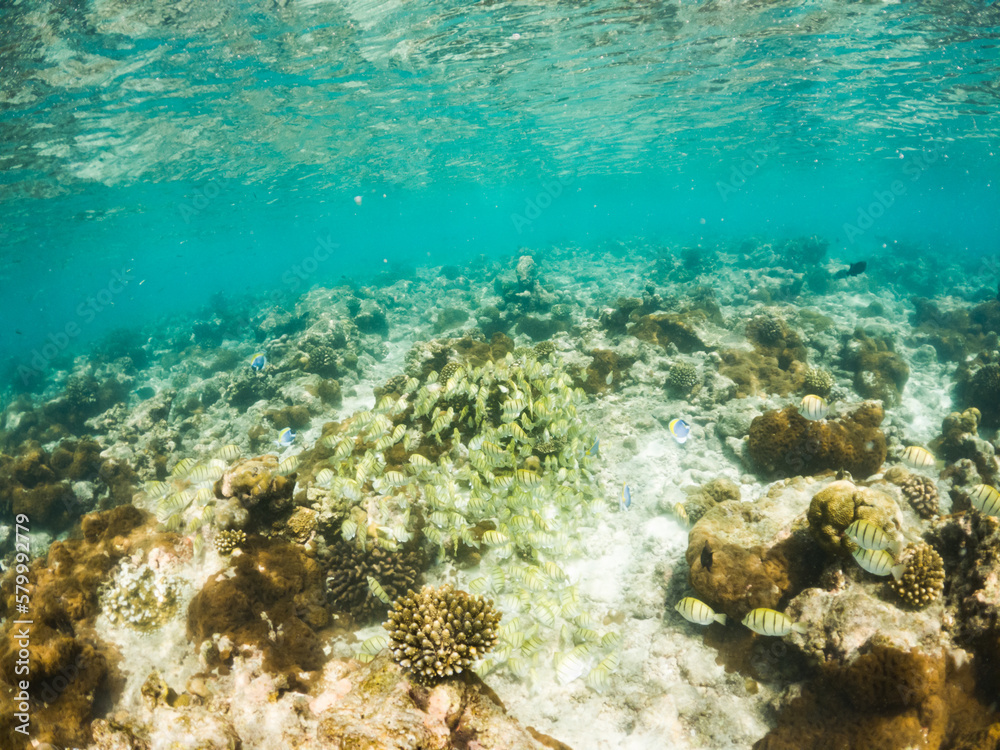 Fototapeta premium corals and tropical fish underwater sea life