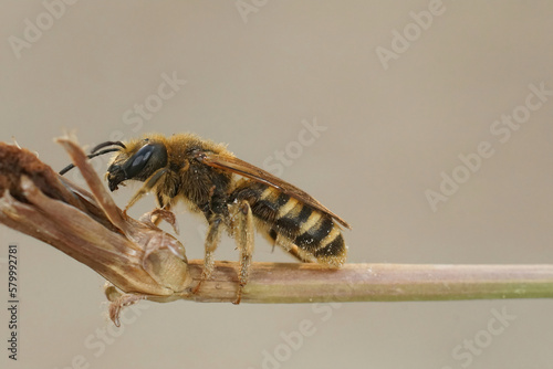 Closeup of a female great banded furrow bee, Halictus scabiosae sitting on a twig