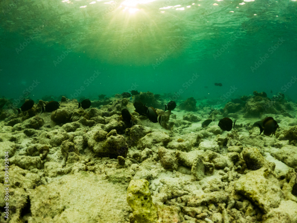 Fototapeta premium corals and tropical fish underwater sea life