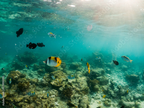 corals and tropical fish underwater sea life