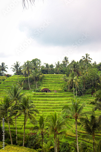 rice terraces island