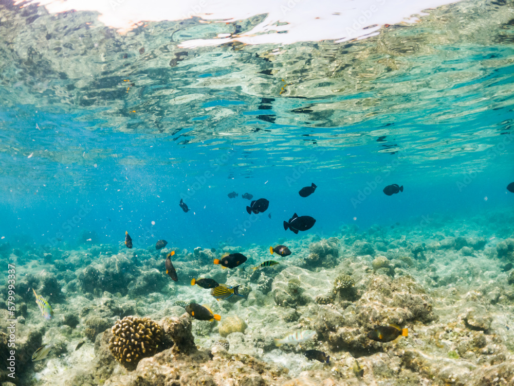 corals and tropical fish underwater sea life