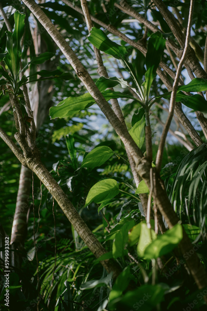 Jungle, green garden on a sunny day. Jungle, green garden on a sunny day.