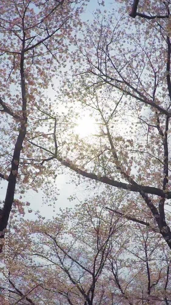 満開の桜の木を見上げながら歩く縦動画
