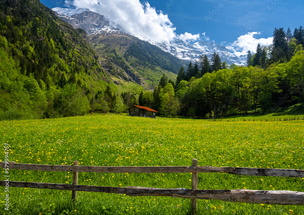 spring meadow in Alps in Lauterbrunnen village in Switzerland