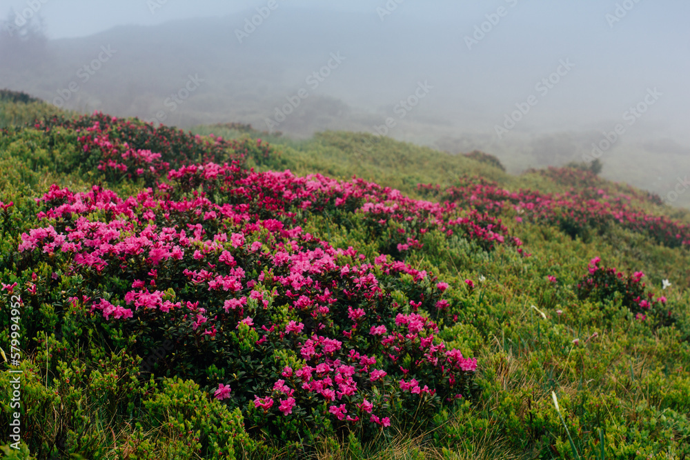 View of hills, covered with fresh blossom rhododendrons at mist. Spring mountains landscape. View of hills, covered with fresh blossom rhododendrons at mist. Spring mountains landscape.