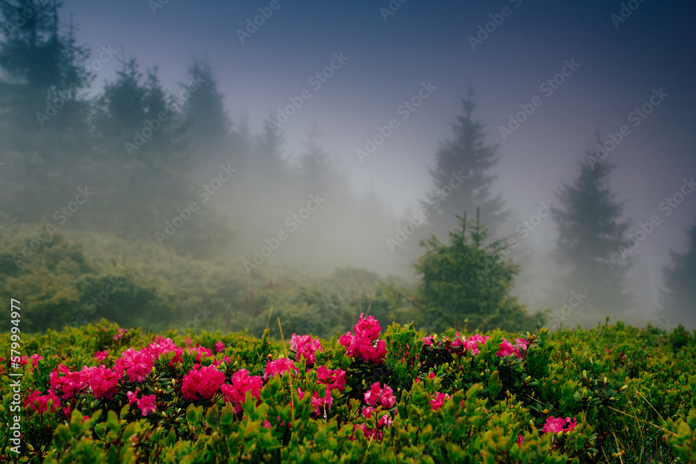 Obraz premium View of hills, covered with fresh blossom rhododendrons at mist. Spring mountains landscape.