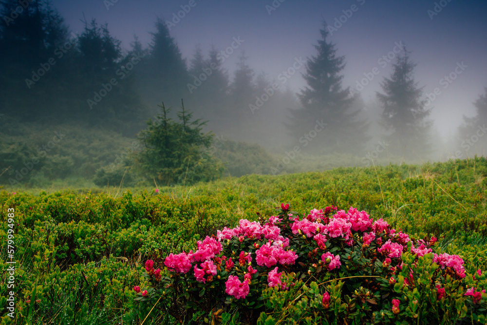 Obraz premium View of hills, covered with fresh blossom rhododendrons at mist. Spring mountains landscape.