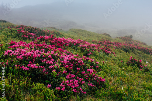 View of hills  covered with fresh blossom rhododendrons at mist. Spring mountains landscape.