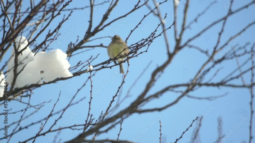 birds are standing on a snowy tree branch birds are standing on a snowy tree branch