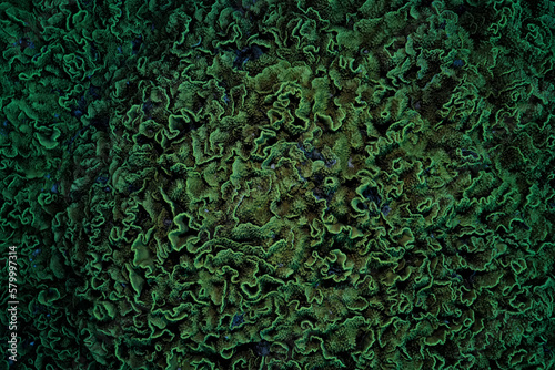 Fototapeta Naklejka Na Ścianę i Meble -  texture coral underwater reef background sea