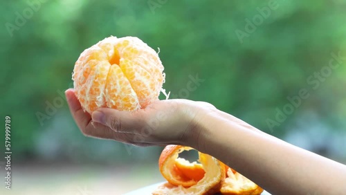 Hand peeling oranges Fresh Sweet Orange fruit over blur greenery background, Dekopon orange or sumo mandarin tangerine over green natural Blur background.