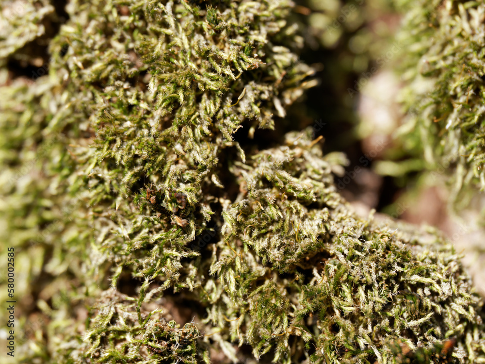 moss on tree moss on tree