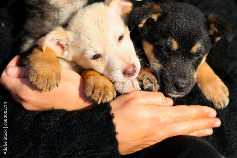 Obraz premium a beautiful girl, in a black sweater, holds street puppies in her arms, the girl takes care of the dogs, feeds them, spends time with them