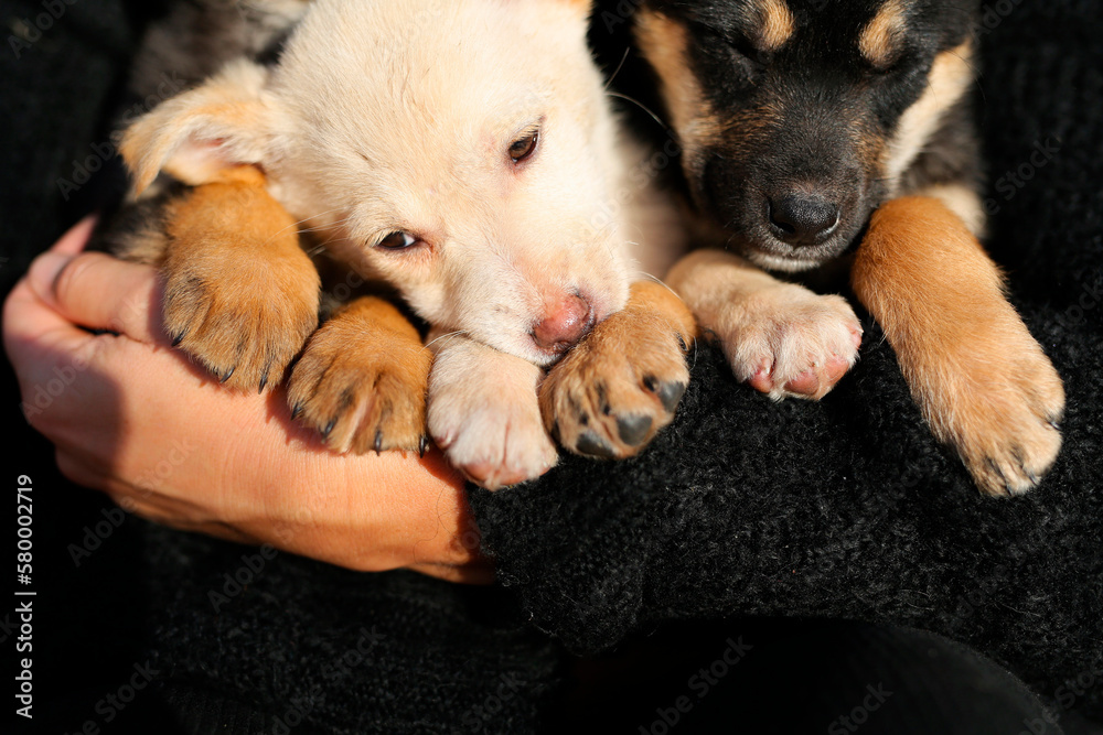 a girl of thirty is holding homeless puppies in her hands, a woman is a volunteer she helps the puppies,takes care of them,takes a photo for them to attach the puppies to families. national puppy day a girl of thirty is holding homeless puppies in her hands, a woman is a volunteer she helps the puppies,takes care of them,takes a photo for them to attach the puppies to families. national puppy day