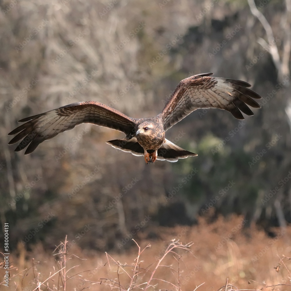 Fototapeta premium Endangered Snail Kite at Paynes Prairie 