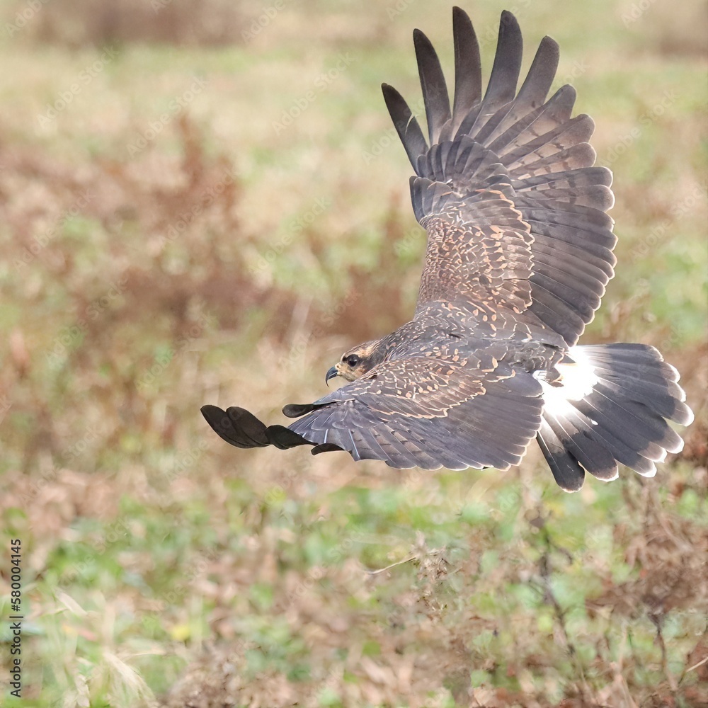 Fototapeta premium Endangered Snail Kite at Paynes Prairie 