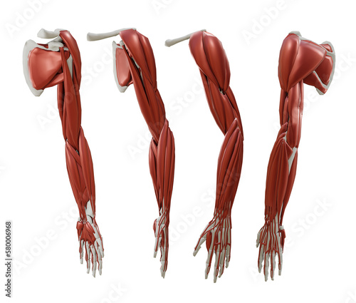 3d rendering anatomy of human body parts arm muscles and bones perspective view