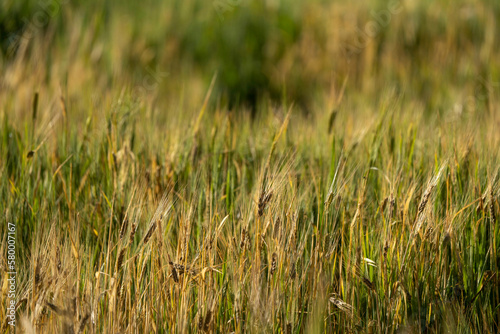 wheat farming in saudi arabia