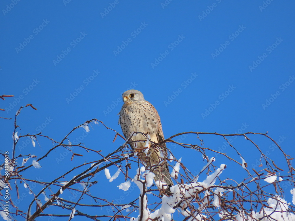 Common Kestrel - Falco tinnunculus by winter Common Kestrel - Falco tinnunculus by winter