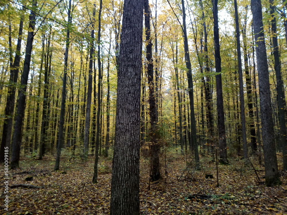 Fototapeta premium Forest