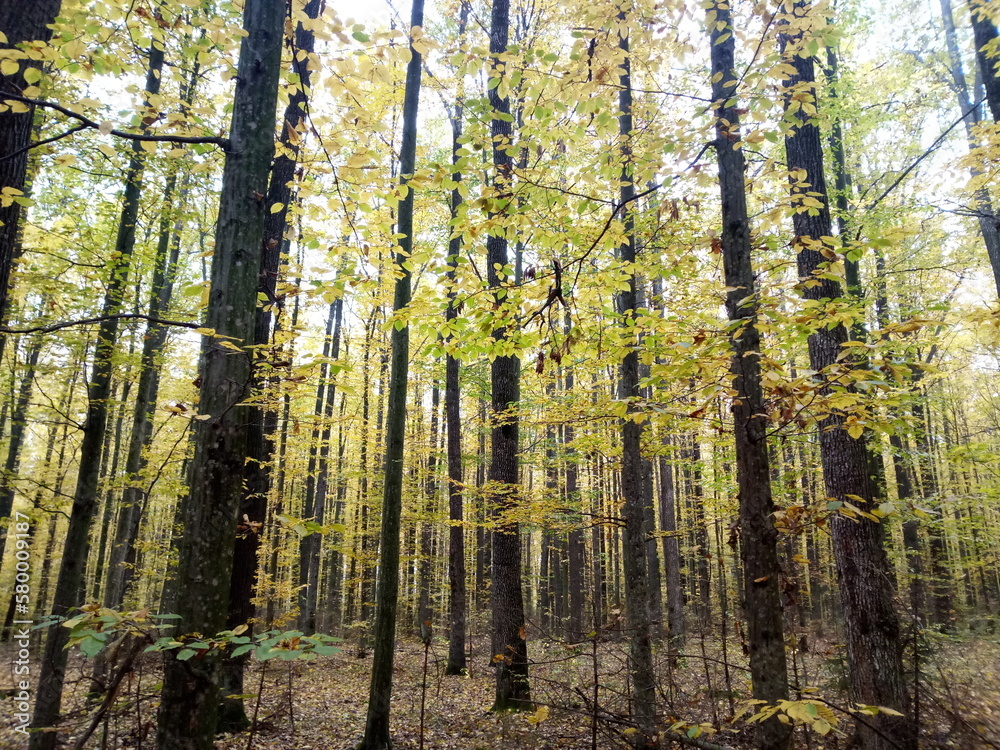 Obraz premium Forest