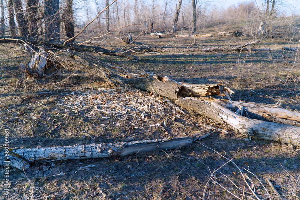 Dry and fallen trees in the forest. Ecological situation. Dead trees, dead wood Dry and fallen trees in the forest. Ecological situation. Dead trees, dead wood