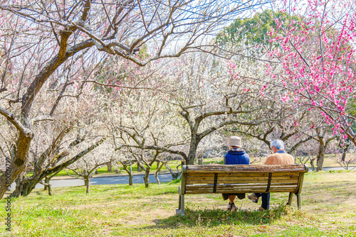 梅の花の前のベンチに腰掛ける高齢の夫婦
