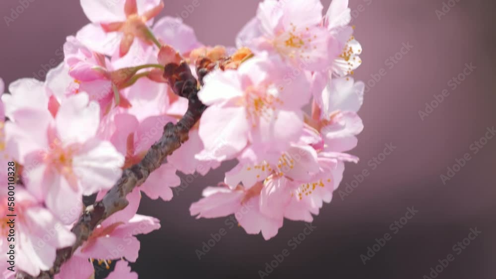 Slow motion of beautiful swaying cherry blossoms on a sunny spring day Slow motion of beautiful swaying cherry blossoms on a sunny spring day