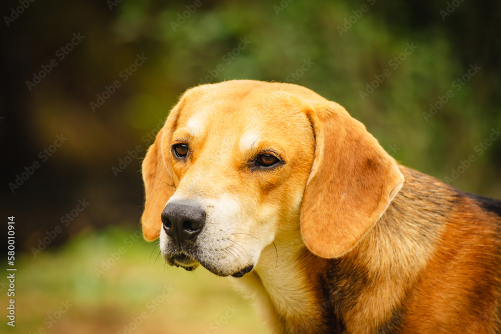 A homeless dog carefully observes what is happening around him