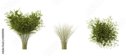 cutout 3d bamboo in 3 view 