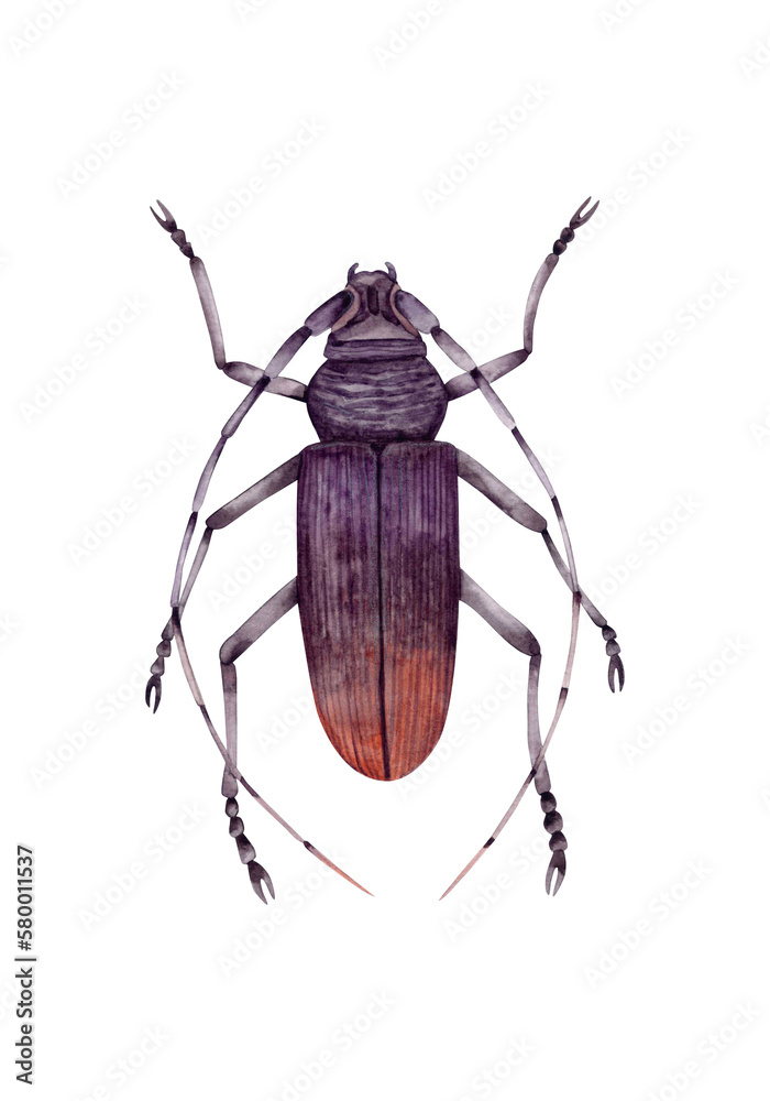 Hand-drawn watercolor illustration of a large oak moustache beetle, realistic, illustration on a white background. Black and brown beetle with long whiskers, top view. Hand-drawn watercolor illustration of a large oak moustache beetle, realistic, illustration on a white background. Black and brown beetle with long whiskers, top view.