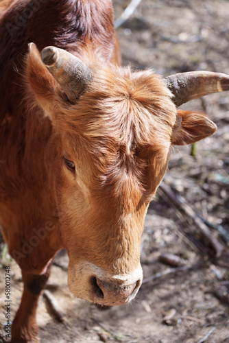 close up of a cow