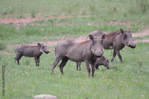 A family of warthogs with alert mother and piglets grazing on green grass 