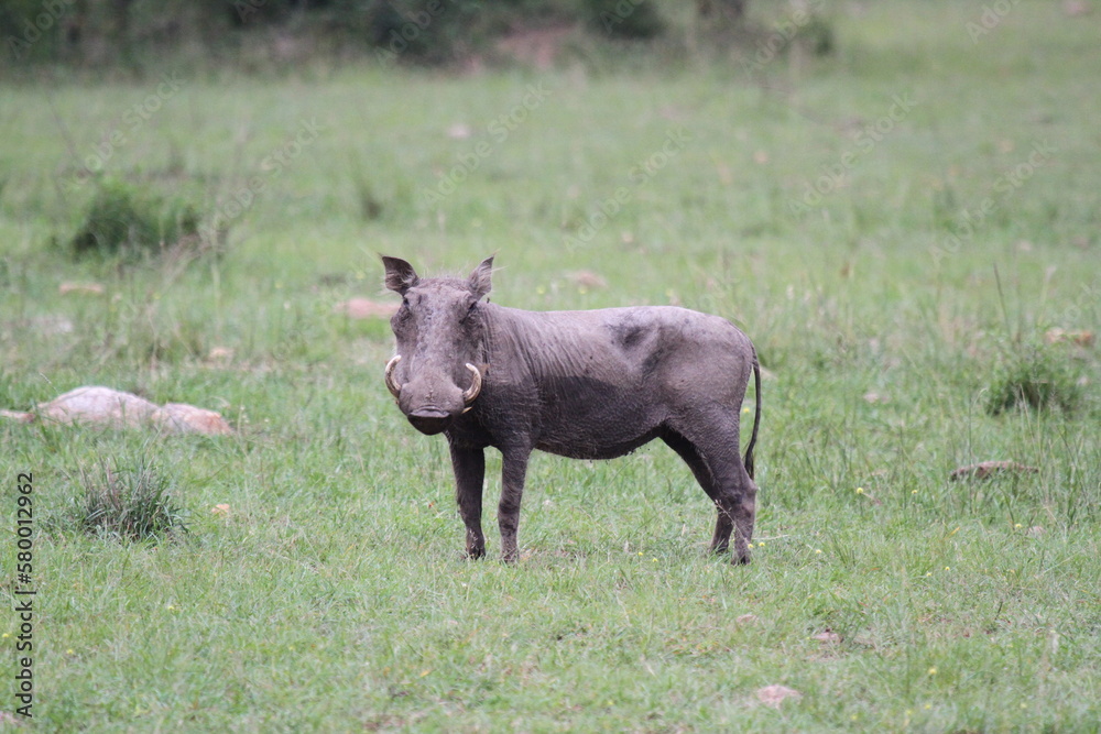 Alert mother warthog watching for danger, standing on green grass Alert mother warthog watching for danger, standing on green grass