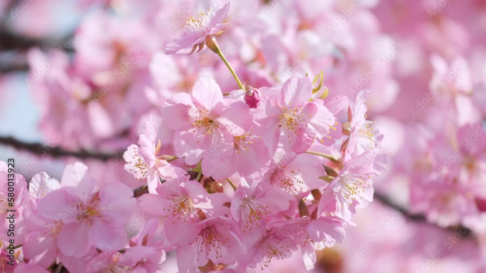 Slow motion of beautiful swaying cherry blossoms on a sunny spring day Slow motion of beautiful swaying cherry blossoms on a sunny spring day