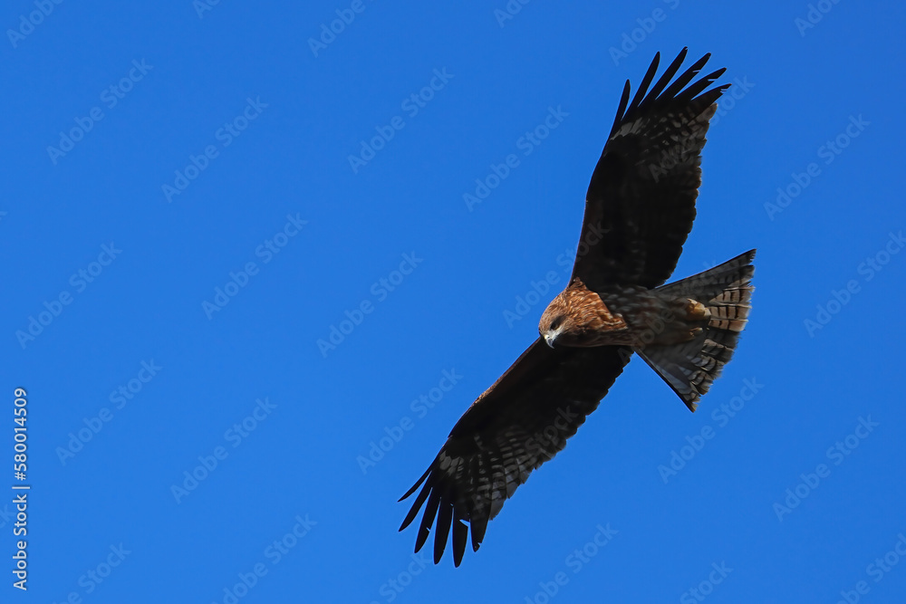 Obraz premium トビ