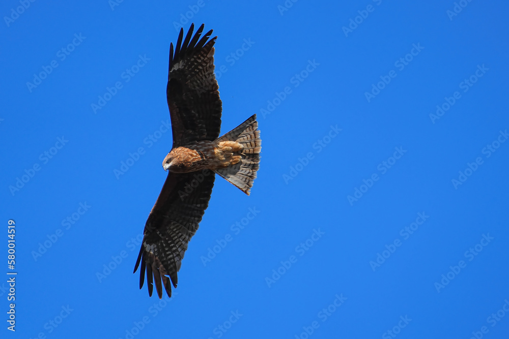 Obraz premium トビ