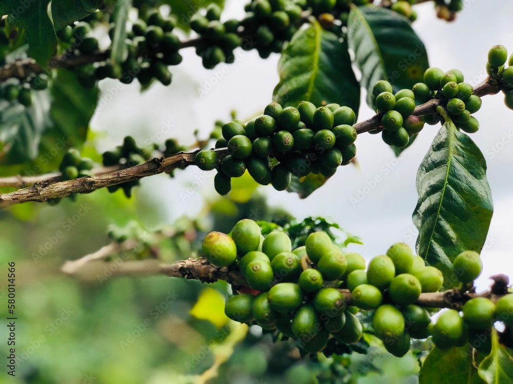 collecting coffee beans, hill tribes, local people, high mountains, coffee plantations The best taste from nature of Thailand. collecting coffee beans, hill tribes, local people, high mountains, coffee plantations The best taste from nature of Thailand.