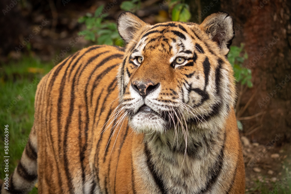 tiger in the zoo tiger in the zoo