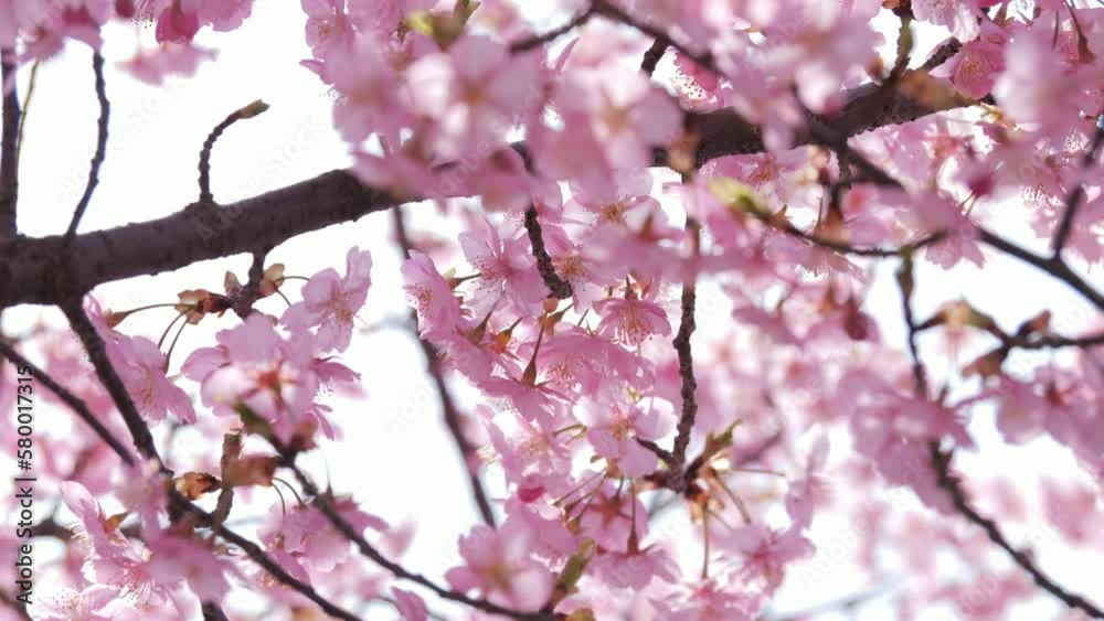 Slow motion of beautiful swaying cherry blossoms on a sunny spring day Slow motion of beautiful swaying cherry blossoms on a sunny spring day