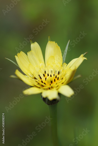 yellow blossom in a garden