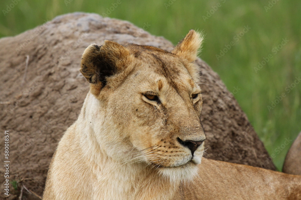 Portrait of an alert lioness resting wbeside a huge rock