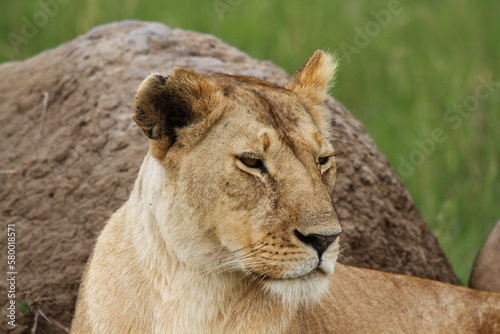 Portrait of an alert lioness resting wbeside a huge rock
