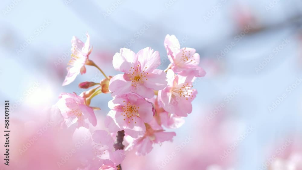Slow motion of beautiful swaying cherry blossoms on a sunny spring day Slow motion of beautiful swaying cherry blossoms on a sunny spring day