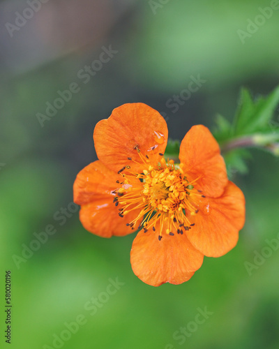 orange geum coccineum  photo