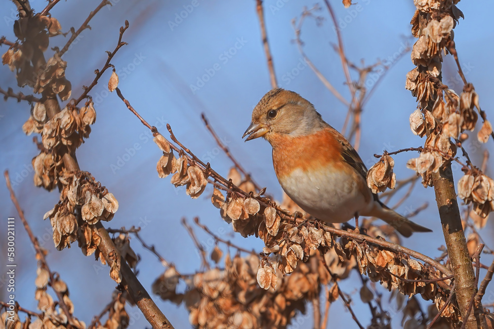 Fototapeta premium アトリ