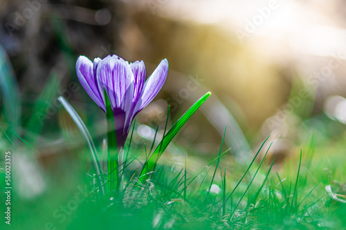 wiosenne kwiaty niebieskie krokusy na zielonej łące
