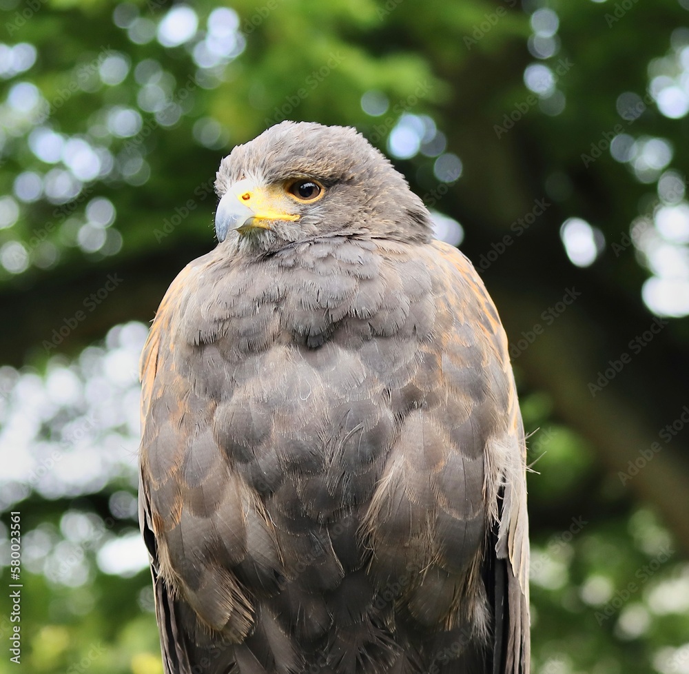 Fototapeta premium Bird